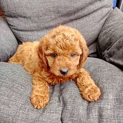 Bella/Mini Goldendoodle									Puppy/Female	/9 Weeks,Hello! My name is Bella, and I’m super excited to meet you! I cannot wait to join your family and go on adventures with you. I love to play. I also like to snuggle up next to you for a quiet nap, especially on those rainy days. I come up to date on vaccinations and vet checked, so I will be healthy, happy, and ready to come to my FUR-ever home! So, go ahead and pick me for a lifetime of puppy kisses and love. Don’t wait!