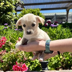 Adopt a dog:Patrick/Terrier/Male/Baby,This adorable pup was part of a litter of 4 born on 5/2/2024. The little is mixed breed and very small. We were told there is Terrier and Chihuahua, but it seems like other breeds as well. 100% cute! Pup will leave the shelter with the vaccine series started, microchipping and neutered on 7/9. If you want to meet this tiny boy, please apply now! $350.00 adoption.

 Please visit our website www.petsnpals.org to learn more about this amazing pet and to see other available dogs and cats.