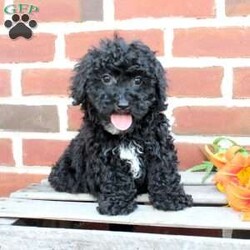 Colby/Miniature Poodle									Puppy/Male	/8 Weeks,Are you seeking a jet black Mini Poodle who is curly and cute? This little angel is up to date on shots and dewormer and vet checked! The breeder is making sure Colby is family raised and well socialized before he leaves. If you are seeking a goofy, playful, and smart little Poodle contact Steven today! 