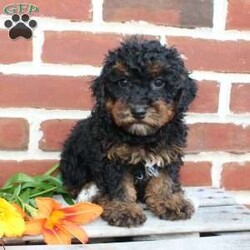 Buddy/Miniature Poodle									Puppy/Male	/10 Weeks,Look at my handsome black and tan fur! Aren’t I just the cutest little puppy you have ever seen? 