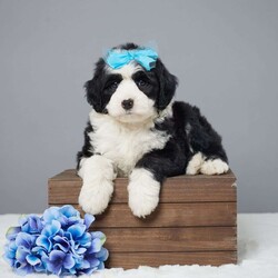 Bandit/Mini Sheepadoodle									Puppy/Male	/7 Weeks,Meet Bandit – he is an absolute pleasure to have around. Sweet and cuddly, with an added touch of playful antics, he will warm your heart. Bandit is very well socialized with children and loves people. Soft and fluffy, puppy kisses abound. He is vet checked, microchipped, and up to date on vaccines and dewormers. Safe, prompt delivery from our arms to yours. Please call today to reserve your bundle of joy!