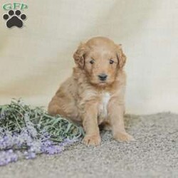 Landon/Mini Goldendoodle									Puppy/Female	/6 Weeks,Adorable, affectionate, and friendly! Landon is a cuddly Mini Goldendoodle, family raised with lots of love and pampering. He is currently being house trained and loves a romping in the grass! He comes with a 1 year genetic health guarantee, an he is up to date on his vaccinations and dewormer. 