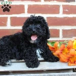 Colby/Miniature Poodle									Puppy/Male	/8 Weeks,Are you seeking a jet black Mini Poodle who is curly and cute? This little angel is up to date on shots and dewormer and vet checked! The breeder is making sure Colby is family raised and well socialized before he leaves. If you are seeking a goofy, playful, and smart little Poodle contact Steven today! 