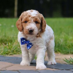 Alec/Standard Poodle									Puppy/Male	/7 Weeks,Meet Alec, the most darling AKC Moyen Poodle puppy! Poodles are known to be remarkably intelligent, which makes them excel in activities & training. They are also hypoallergenic, which means they are less likely to cause allergic reactions in people who are prone to allergies. We give our puppies lots of attention and care, ensuring they grow up happy and healthy! The Dad to this little one is a very handsome boy named Ollie. He is an alert and super smart boy, always eager to learn, he weighs 26 lbs. Mama, Pepper is a family favorite! She is a sweet & loving girl who loves attention. Pepper also weighs 42 lbs. Both parents are OFA tested and health tested. Alec is microchipped, up to date on vaccines and deworm-er and will be vet checked from head to toe before leaving from his new home. Limited AKC registration is included, please contact us for more info on full registration. We will also include our one year genetic health guarantee. Give me a call or text if you can provide a wonderful home. Thanks, Gina