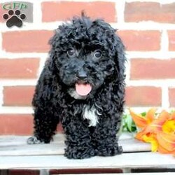 Colby/Miniature Poodle									Puppy/Male	/8 Weeks,Are you seeking a jet black Mini Poodle who is curly and cute? This little angel is up to date on shots and dewormer and vet checked! The breeder is making sure Colby is family raised and well socialized before he leaves. If you are seeking a goofy, playful, and smart little Poodle contact Steven today! 