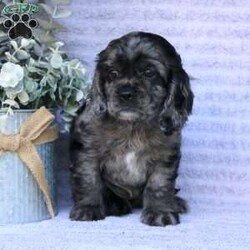 Beauty/Cocker Spaniel									Puppy/Female	/May 2nd, 2024,Are you looking for a charming Cocker Spaniel puppy with a gorgeous soft coat and gentle eyes? You must meet our beautiful puppies! Each puppy in this litter comes up to date on shots and dewormer and is vet checked. Our puppies are family raised and socialized with children and other dogs. If you are seeking a friendly, intelligent, and loving puppy contact us today! 