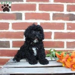 Colby/Miniature Poodle									Puppy/Male	/8 Weeks,Are you seeking a jet black Mini Poodle who is curly and cute? This little angel is up to date on shots and dewormer and vet checked! The breeder is making sure Colby is family raised and well socialized before he leaves. If you are seeking a goofy, playful, and smart little Poodle contact Steven today! 