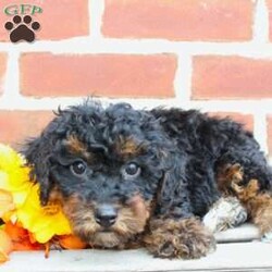 Buddy/Miniature Poodle									Puppy/Male	/10 Weeks,Look at my handsome black and tan fur! Aren’t I just the cutest little puppy you have ever seen? 