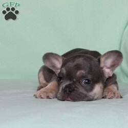 Whisper/French Bulldog									Puppy/Female	/7 Weeks,Say hello to this adorable little French Bulldog puppy who comes up to date on shots and dewormer, and is family raised and vet checked! We prioritize early socialization to ensure our puppies can transition smoothly to your home! The mother Shadow is a very sweet girl and an awesome mother… If you are seeking a friendly, happy, and smart puppy with a clown-like personality contact us today!