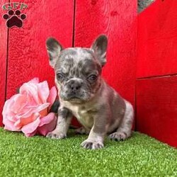 Tammy/French Bulldog									Puppy/Female	/9 Weeks, Tammy is a gorgeous little Lilac tan Merle Akc registered frenchy puppy! Up to date with all shots and dewormings will come with a health guarantee! Family raised and well socialized! Ground delivery is available right to your door! Contact us today to get your new family member!