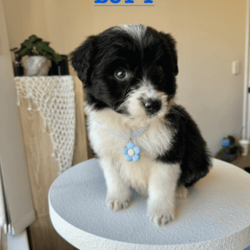 Exquisite Miniature Bordoodle Puppies/Border Collie/Both/Younger Than Six Months,Our Mini Bordoodle puppies are now available!Girl 1- SOLDBoy 1- SOLDBoy 2- AVAILABLENaturally intelligent with a soft side, these dogs are a consistently popular family pet. They'll offer a warm greeting to whoever they meet, rarely showing aggression, hypoallergenic and non shedding breedAll the puppies from our litter have had their first vaccination, been microchipped, vet checked & we deworm the puppies every fortnight ✓The Mum is a 1st generation Mini Bordoodle and weighs approx 9kgs & Dad is a Purebred Border Collie who weighs 15kgs, both parents are extremely healthy and have amazing personalitiesWe provide a 2 month free pet insurance to all new owners including an essential puppy pack for your new furry friend!Our home is located 20 minutes from Perth CBD, and viewings are available from the 22nd of JuneNOTE, these puppies are Mini sized Bordoodles so they will grow to around 9-14kgs, 35-40cm tall or under.For home viewings or if you have any further enquiries feel free to message me, your kids are also welcomed to come to the viewings :) 
