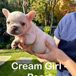 French Bulldogs - Hunter Valley/French Bulldog/Male/Younger Than Six Months,Hunter Valley Based Family with proven litters and references that can be provided.*** Milo Sold****** Koda Sold****** Honey Sold**** REVEAL_DETAILS *** Buddy Sold***** Pearl sold ***MDBA RegisteredAll Dogs supplied with Pet PaperworkWormed, Microchipped and VaccinatedPuppy Food suppliedDetails of each pet listed on photoCan assist with transport (references available from people we have assisted with before )Pups will be ready to go from 22/06/2024** Please contact via phone as we will not respond to messages or text**Chris - ******4352 REVEAL_DETAILS Melissa ******1073 REVEAL_DETAILS 