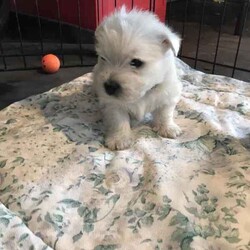 Purebred Westie Puppies /West Highland White Terrier/Both/Younger Than Six Months,I have 2 girls and a boy born 23rd May. They will be vet checked, vaccinated and microchipped. They are wormed every 2 weeks. They come with a care parcel including a toy smelling like mum, some food, collar, health check records and will be semi toilet trained. A fact sheet and ongoing support is provided. The puppies are brought up in the family home with their mum and great grandfather and are socialised in a variety of places. I pretty much don’t leave home without a puppy under my arm so they are familiar with a variety of situations. Transport can be arranged at owners expense. 