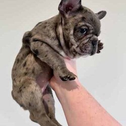 Certified Pedigree French Bulldog Puppy RRP$5000/French Bulldog/Both/Younger Than Six Months,Visit Bennetts Breeding Instagram or Facebook For More Photos & Videos!