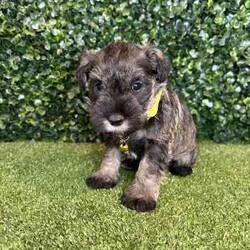 Adopt a dog:1 x Purebred Mini Schnauzer (Free Delivery to Sydney)/Schnauzer (Miniature)/Female/Younger Than Six Months,1 x beautiful FEMALE purebred Mini Schnauzer puppy available to a loving home. Available from the 3rd July and we can deliver them to Sydney on this date and again on the 15th August.Puppies come :- With first round of vaccinations & microchip- Vet check report- 6 weeks free pet insurance- Not desexed- Wormed every 2 weeksThe puppies have been raised indoors and outdoors, and around children and other puppies. Puppies will be low to non shedding and similar in size to a mini cavoodle/spoodle.The father is a purebred salt & pepper mini schnauzer who weighs 9kg, the mother an 9.5kg salt & pepper Mini Schnauzer. We own both parents and i can send photos of parents on request.Once our puppies leave, we:- Would love to see updates!- Offer a rehoming policy- Offer a 12 month health guarantee- Have a Facebook page you can stay in touch or see other puppies we have bred- Offer support and are free to talk at any time throughout your puppies lifeWe are located in Nyngan NSW, can get to Dubbo at any stage. Road transport is usually organised from Dubbo. There will be free transport to Sydney with one of our staff members, with a chosen meeting location and time. Happy to arrange other freight at buyers expenseFull members of AAPDB: 16947BIN: B000738270We have a website & Facebook page Country Canine Co. Please look on our Facebook group Country Canine Co. Families for photos of the previous litter as adults.