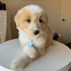 Exquisite Miniature Bordoodle Puppies/Border Collie/Both/Younger Than Six Months,Our Mini Bordoodle puppies are now available!Girl 1- SOLDBoy 1- SOLDBoy 2- AVAILABLENaturally intelligent with a soft side, these dogs are a consistently popular family pet. They'll offer a warm greeting to whoever they meet, rarely showing aggression, hypoallergenic and non shedding breedAll the puppies from our litter have had their first vaccination, been microchipped, vet checked & we deworm the puppies every fortnight ✓The Mum is a 1st generation Mini Bordoodle and weighs approx 9kgs & Dad is a Purebred Border Collie who weighs 15kgs, both parents are extremely healthy and have amazing personalitiesWe provide a 2 month free pet insurance to all new owners including an essential puppy pack for your new furry friend!Our home is located 20 minutes from Perth CBD, and viewings are available from the 22nd of JuneNOTE, these puppies are Mini sized Bordoodles so they will grow to around 9-14kgs, 35-40cm tall or under.For home viewings or if you have any further enquiries feel free to message me, your kids are also welcomed to come to the viewings :) 
