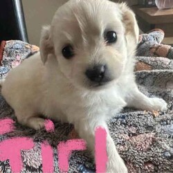 Pure breed chihuahua /Chihuahua (Long Coat)/Female/Younger Than Six Months,Pure Breed Chihuahua puppy1 Female - white long coatMum is white long coatDad is long coat white/ tanPuppies where born on the 19th of April and is ready to goPuppy will be vet checked microchipped and wormedContact Daphne on ******5831 REVEAL_DETAILS 