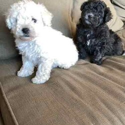 Bichoodle pups bishon x toy poodle fluffy and cute /Poodle (Miniature)/Male/Younger Than Six Months,Bichoodle pups white cream male and black female will come first vaccination and microchip adorable pups non shedding wormed every 2 weeks,mum is bishon and dad is grey silver toy poodle ph ******0818 for more info located in Hervey Bay REVEAL_DETAILS 