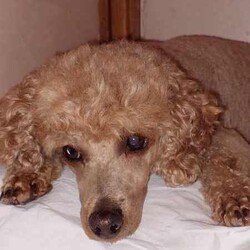 Mini/Toy Red Poodle Puppy/Poodle (Miniature)/Male/Younger Than Six Months,If you are serious about a dog we are only a phone call away. We are happy to answer all questions.Please note we are verified breeders with the Responsible Pet Breeders Association 15369 and we are registered with Services NSW on the NSW Pet Register B000616501We have one dark red mini/toy poodles born 26th April 2024. He is 100% poodle and parents have pedigree papers.A calm and jolly little boy who has lots of love to give his new owner. He is 80% toilet trainedHe is confident, happy, strong, good eater, solid and healthy with a clear veterinary health certificate.The sire, a toy poodle weighs 4.5 kg and the mum, a miniature poodle weighs 6.5 kg.Both parents have clear Orivet full breed DNA profiles which we can show you. Both parents are very healthy little dogs.Poodles are low shedding but do require regular grooming. We groom our own dogs. This not only saves money but also keeps our dog looking and feeling great.This little delight needs to live indoors with his human family and will enjoy outside strolls and adventures. He has received early neurological stimulation and early scent introduction along with early toilet training.We live near Singleton NSW and often visit family in Maroubra so we are able to assist with transportation to that area.