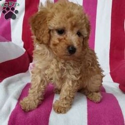 Pearl/Toy Poodle									Puppy/Female	/7 Weeks,Pearl is a sweet, playfull cuddly little fur-baby! Family raised with tender loving care and is well socialized with children and adults Caring heart and sweetness made for a special friend who will always be there comforting you with lots of love! We have 3 children who give her lots of attention!! Call me Susan to schedule a visit! You would get along vet certificate, microchip numbers, health records, warranty thats good for up to 1 year and a lil baggy food! 