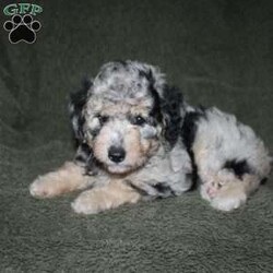 Sarah/Mini Aussiedoodle									Puppy/Female	/7 Weeks,Loving eyes, colorful coats, and wagging tails! This Mini Aussiedoodle puppy is one of the most amazing companions you could find! Each puppy comes up to date on shots and dewormer and is vet checked! We offer a 1 Year Genetic Health Guarantee as well! If you are seeking a healthy pup who is from genetically tested parents contact us today!