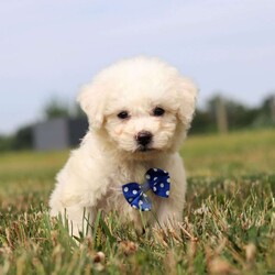 Sarge/Bichon Frise									Puppy/Male	/8 Weeks,Introducing Sarge, an irresistibly adorable ACA Bichon puppy looking for his forever home! With fluffy fur and eyes that sparkle with curiosity, this little guy is ready to fill your home with joy. He has a heart full of love and a playful spirit that will fill your home with laughter. Whether cuddled up on the couch or exploring the great outdoors he is ready to bring endless joy and companionship to the lucky family that opens their hearts to his boundless affection. His playful demeanor makes him a wonderful companion for both individuals and families alike. Plus his fluffy coat is hypoallergenic, making him perfect for those with sensitivities. The momma is named Cloe she weighs around 13lbs. She has a heart of gold and is the best momma to the puppies. Dad is handsome boy named Cody. He has a goofy personality and keeps us all entertained, Cody weighs 10lbs.  All of our pups are up to date on all vaccines and dewormer, are microchipped, and come with our two year genetic health guarantee, they have received a full, nose to tail exam from our vet. This ensures you are receiving a healthy and extremely lovable baby. If you have any more questions or would like to schedule a visit with the babies you can call or text me anytime Monday-Saturday thanks! Christ and Joanna Troyer 