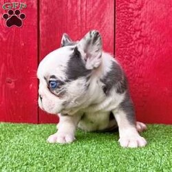 Mercedes/French Bulldog									Puppy/Female	/11 Weeks,Mercedes is a gorgeous blue tan husky koi fluffy carrier Akc registered frenchy puppy! Vibrant blue eyes! Carries pink, chocolate, and cream! Great quality! Up to date with all shots and dewormings will come with a health guarantee! Family raised and well socialized! Ground delivery is available right to your door! Contact us today to get your new family member!