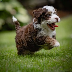 Noki/Mini Bernedoodle									Puppy/Female	/May 13th, 2024,Hi there, future best friend! My name is Noki, and I’m one of the adorable F2 Mini Bernedoodle puppies looking for a forever home. With my soft brown and white coat, I’m quite the head-turner, but it’s not just my looks that make me special. Let me tell you a little about myself and my family.