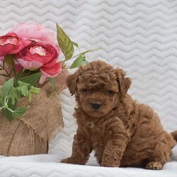 Natalie/Miniature Poodle									Puppy/Female	/April 27th, 2024,This cute little girl is looking for her forever home and some loving people to take care of her. She is very loving, Playful, and loves attention. She comes with a one-month health guarantee and vet papers that prove that she has been vet checked. If she looks like one that you could have a lot of fun with give us a call and we will answer any questions you have about her!