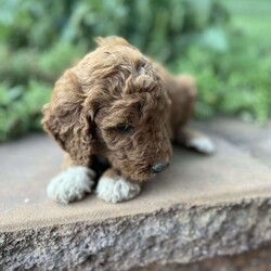 Bailey/Goldendoodle									Puppy/Female	/6 Weeks,Meet Bailey! She’s a sweet little girl with curly dark red fur and white markings. Good tempered and sure to bring you lots of love!