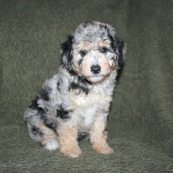 Sarah/Mini Aussiedoodle									Puppy/Female	/7 Weeks,Loving eyes, colorful coats, and wagging tails! This Mini Aussiedoodle puppy is one of the most amazing companions you could find! Each puppy comes up to date on shots and dewormer and is vet checked! We offer a 1 Year Genetic Health Guarantee as well! If you are seeking a healthy pup who is from genetically tested parents contact us today!