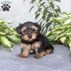 Willy/Yorkie									Puppy/Male	/6 Weeks,Are you looking for a tiny little puppy to tote around and snuggle? You need a Yorkie Puppy! Willy is sassy and sweet! He loves attention and comes up to date on shots and dewormer. Each puppy is vet checked as well. Willy is a chubby little puppy who favors his mother and will be similar to her 7-8lb size as an adult! To learn more contact us today!