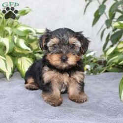 Willy/Yorkie									Puppy/Male	/6 Weeks,Are you looking for a tiny little puppy to tote around and snuggle? You need a Yorkie Puppy! Willy is sassy and sweet! He loves attention and comes up to date on shots and dewormer. Each puppy is vet checked as well. Willy is a chubby little puppy who favors his mother and will be similar to her 7-8lb size as an adult! To learn more contact us today!