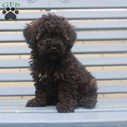 Lilly/Miniature Poodle									Puppy/Female	/10 Weeks,Hey There, My name is Lilly! I am a very beautiful female Mini Poodle puppy! I was born on April 20th, 2024. I am such a sweet and playful little girl! I’m looking for my new family, could that be with you? If you think that I would make the perfect little addition to your family, then please call or text to find out more information about me!