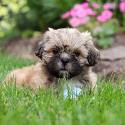 Teddy/Lhasa Apso									Puppy/Male	/9 Weeks,Introducing Teddy, the sweetest Lhasa Apsos boy with the most DARLING face! Who can say no to those eyes? 