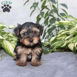 Willy/Yorkie									Puppy/Male	/6 Weeks,Are you looking for a tiny little puppy to tote around and snuggle? You need a Yorkie Puppy! Willy is sassy and sweet! He loves attention and comes up to date on shots and dewormer. Each puppy is vet checked as well. Willy is a chubby little puppy who favors his mother and will be similar to her 7-8lb size as an adult! To learn more contact us today!