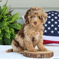 Gigi/Mini Bernedoodle									Puppy/Female	/8 Weeks,Gigi is a adorable mini Bernedoodle. Her coloring is so stunning and take a look at her light green eyes. She has the sweetest, laid back personality and loves everyone. Her parents are genetic health tested and she is vet checked and totally healthy. To meet this sweetheart call or text Casondra Lapp. Thank you.