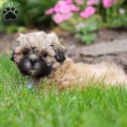 Teddy/Lhasa Apso									Puppy/Male	/9 Weeks,Introducing Teddy, the sweetest Lhasa Apsos boy with the most DARLING face! Who can say no to those eyes? 