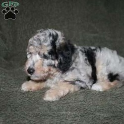 Sarah/Mini Aussiedoodle									Puppy/Female	/7 Weeks,Loving eyes, colorful coats, and wagging tails! This Mini Aussiedoodle puppy is one of the most amazing companions you could find! Each puppy comes up to date on shots and dewormer and is vet checked! We offer a 1 Year Genetic Health Guarantee as well! If you are seeking a healthy pup who is from genetically tested parents contact us today!