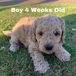 Adopt a dog:F1BB Cavapoo Puppies 2 Boys now Available/Cavapoo/Mixed Litter/7 weeks,Welcome to our advert of our Five beautiful F1BB Cavapoo puppies. 4 Boys and 1 Red Girl. 2 Now Reserved

Born on 31st May and Ready to leave at 8 weeks old - Viewings will be when they are 4 weeks old which will be towards the end of June.

Mother is our family pet an Apricot Cavapoo with a loving nature who loves to be around you and a perfect lap dog. She is very affectionate, smart and very playful.

She has clear health checks for the following:
- Dry eye Curley coat syndromes (CCS)
- Episodic falling
- PRCD Pra Progressive Retinal Atrophy

Dad is a Miniature Red Poodle with a full Pedigree history. He is fully health checked and clear of the following:
- Degenerative Myeloma (DM) Gangliosidosis GM2
- Neonatal Encephalopathy with Seizures (NEWS)
- Progressive Retinal Atrophy (Rod-Cone Dysplasia 4) (RCD4)
- Von Willebrand Disease I (VWD1)
Documents are provided for both.

Mum will be available to see. Puppies have been reared in our family home and are used to a home environment.

They are experiencing household sounds and are socialised with our other family dogs.

Puppies will be non-shedding coats.

They will be provided with a document folder containing all their information, vet checks, first vaccination, details of microchip, worming and free 4 weeks pet insurance.

They also come with a puppy pack which includes a blanket with mum’s scent on which will help settle the puppy into their new home. Also some food and some playful toys.

If you’re interested we would ask you to fill out a brief questionnaire to make sure we are satisfied they are going to the right homes.

£1,450.00 Each

Many thanks for viewing. Lisa.