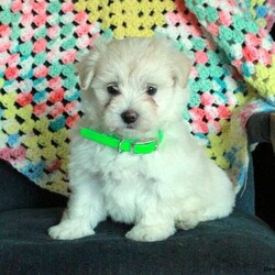 Honey/Maltese									Puppy/Female	/May 1st, 2024,Meet Honey! This adorable Maltese puppy is vet checked & up to date on shots & wormer. She is registered with the ACA, plus comes with a 30 day health guarantee provided by the breeder! Honey is socialized & currently being family raised, making her a great addition to your family home! If you would like more information on this fun pup, please contact David & Mary Fisher today!