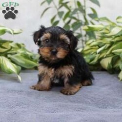 Willy/Yorkie									Puppy/Male	/6 Weeks,Are you looking for a tiny little puppy to tote around and snuggle? You need a Yorkie Puppy! Willy is sassy and sweet! He loves attention and comes up to date on shots and dewormer. Each puppy is vet checked as well. Willy is a chubby little puppy who favors his mother and will be similar to her 7-8lb size as an adult! To learn more contact us today!