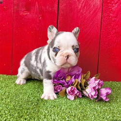 Mercedes/French Bulldog									Puppy/Female	/11 Weeks,Mercedes is a gorgeous blue tan husky koi fluffy carrier Akc registered frenchy puppy! Vibrant blue eyes! Carries pink, chocolate, and cream! Great quality! Up to date with all shots and dewormings will come with a health guarantee! Family raised and well socialized! Ground delivery is available right to your door! Contact us today to get your new family member!