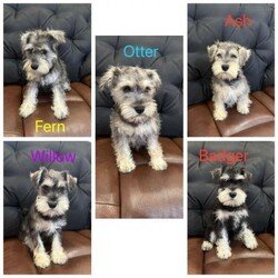 QUALITY KC REG. PEPPER SALT MINIATURE SCHNAUZER PUPPIES/Miniature Schnauzer/Mixed Litter/4 months,REDUCED FOR FOREVER LOVING HOMES
2 FEMALES AVAILABLE

QUALITY KC REGISTERED PEPPER SALT MINIATURE SCHNAUZER PUPPIES
DOB 21/3/2024
READY NOW
DAM (MUM OF LITTER) IS FAMILY PET
SIRE IS PROFESSIONAL DOG
DISEASE AND BVA EYE TESTED CLEAR
SOCIALISED IN FAMILY HOME, USED TO CHILDREN OTHER PETS.
MICROCHIPPED
FULLY VACCINATED
VET CHECKED WEIGH FLEA WORM
KC 5 WEEKS PET INSURANCE
KC 5 GENERATION ENHANCED PEDIGREE
WEANED ON ROYAL CANIN AND PURINA PROPLAN PUPPY DRY FOOD
PUPPY PACK