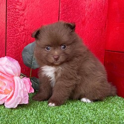 Pixie/Pomeranian									Puppy/Female	/6 Weeks,  Pixie is an adorable little chocolate purebred Akc registered Pomeranian puppy! She’s got the perfect white chest patch and some white on her toes! Great quality teddy bear face and thick coat! Family raised and well socialized! Up to date with all shots and dewormings! Comes with a health guarantee! Has been microchipped! Delivery available! Contact us today to get your new family member!