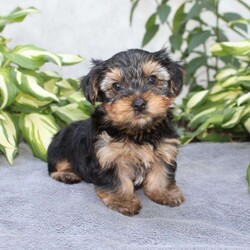 Willy/Yorkie									Puppy/Male	/6 Weeks,Are you looking for a tiny little puppy to tote around and snuggle? You need a Yorkie Puppy! Willy is sassy and sweet! He loves attention and comes up to date on shots and dewormer. Each puppy is vet checked as well. Willy is a chubby little puppy who favors his mother and will be similar to her 7-8lb size as an adult! To learn more contact us today!