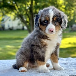 Cassy/Mini Bernedoodle									Puppy/Female	/10 Weeks,Meet Cassy … She is a Mini Bernedoodle Girl… Her Mom is a full Bernese that weighs about 95 lbs and Her Dad is a Blue Merle poodle that weighs around 18 lbs. Cassy is expected to weigh around 35 to 45 lbs. fully grown … She has been vet checked and is in super good health.. she is also updated on her shots and wormer… she loves to play with you but will also snuggle up with you anytime and take a nap with you … She is ready to leave for her new home anytime .. she can be reserved with a down payment via PayPal… any questions please feel free to message me anytime…