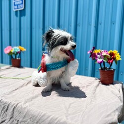 Adopt a dog:Sweetheart/Shih Tzu/Female/Adult,For more information or questions about this pet, please email KDavis@vospca.org or text (559) 651-1111