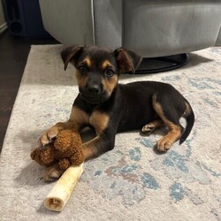 Adopt a dog:Stormi Malloy/Rottweiler/Female/Baby,This cutie is Stormi. She is currently 3 months old, and we think they may be a Rottweiler mix, but with rescue its a guess! What matters most is that they are adorable and are one the MOST desperate in the entire US based on statistics for where this puppy is from. Shelters in this area are having to euthanize puppies. So, this puppy needs you! If you choose a puppy from this rescue, it saves her life as well as the life of another in its place. 

Stormi is playful, sweet, curious, and cuddly. She loves to play and take lots of naps. Eat, sleep, play, repeat- such is puppy life! 

Stormi is still young so they will need a family that can commit to training, socialization and all the dedication puppyhood requires. Her new family will need to continue with potty and crate training and daily exercise. We require a commitment from adoptive families to crate train their new puppy. When old enough, they will be perfect to go on walks and hikes or show off around your neighborhood. 

You will be guaranteed to get lots of kisses in return from your new best friend!

Application link: https://adopt.animalsfirst.com/animal/62cc8e128b02916730334440/667512c7a5f0032cd3046029

Please email tim@threelittlepittiesrescue.org with any questions.

Available for adoption in NV, MT, CO,UT, ID, OR, WA, Canada, and now the East Coast! Our PNW dogs are brought to you in style by a beautiful USDA licensed semi-truck, equipped with air conditioning for comfort, two drivers, and 2 onboard attendants providing 24 hour care. Our East Coast route will travel in a private, air conditioned 3LP-run van transport. 
Pick up day is unforgettable! You will get to follow along on their journey through a private FB Event page, where you will see photos, have the opportunity to connect with other adopters, and receive updates and constant communication along the way. One of our Adoption Coordinators can help to find the closest transport pick up location to you!

The adoption fee is $825.00 and includes all vetting as recommended by our doctor: DAPP (2 to 4 depending on age and time in the program), Bordetella, Rabies vaccine (if old enough), multiple broad spectrum deworming treatments, spay/neuter, flea prevention, 2 months of heartworm preventative, extended medical such as dentals, eye surgeries, and orthopedic surgeries prior to adoption when suggested by our partner vets, a microchip with free lifetime registration, a high quality nylon Martingale collar for dogs over 4 months old, a health certificate deeming the pup healthy for travel, cost of transport*, and many priceless years of love and loyal companionship!

*WE ARE TOLD THAT WE GO ABOVE AND BEYOND MEDICALLY. This is the feedback we tend to get, although we cannot guarantee perfect health. 
*To fully vet a dog in the PNW or the NE at many vets it would be upwards of $1,800 just to fix, vaccinate, chip, etc. The adoption fees charged by our rescue do not cover our expenses medically for each animal, but we offset costs with donations. Your adoption fee is considered a donation towards actual costs.

Why adopt from Three Little Pitties?

The stray and animal overpopulation in the Greater Houston area is the highest in the nation. Statistics show that there are over 1 million homeless animals in this region alone. Three Little Pitties Rescue is a nonprofit dog and cat rescue that partners with the community to make a difference. Our mission is to reduce the homeless pet population through community outreach, free spay and neuter services, and saving all breeds of dogs and cats from the streets or animal shelters that oftentimes have no other option but to euthanize animals for space. This dog youve found online is lucky to be in our program, and even luckier to have you notice it!

Three Little Pitties wants to set you and your new pet up for success! We know our dogs and we work hard to prepare them socially for adoption. We are a network of dedicated people who are heavily invested in seeing our animals thrive. From the moment they are accepted into our program, our Intake, Behavior & Medical teams prepare them for adoption by properly vetting, behaviorally assessing, and providing customized plans depending on the dogs needs. We seek to adopt to families who understand that these are rescue dogs and will require continued training efforts, but will be well on their way to being the best dogs that they can be!

It doesnt stop there! Our adopters also receive these special perks:

 30 day trial of pet insurance with Trupanion (must register within 24 hours of first vet appt.)
 A free private online dog training session with GoodPup plus low pricing for future sessions (approx $25 weekly for an 8 week course of one session per week)
 One free bonus toy in every BarkBox when signing up for their Super Chewer subscription plan
 70% off of your first order of Fetch, a PNW based, organic fresh dog food loaf meal subscription plan
 Coupons for a fun visit to Petco 
 Access to our exclusive FB Adopters page, where you can network for play dates, resources, and connect with other adopters that share their passion for their adopted pup!

We celebrated our 6 year anniversary this year! Through the combined efforts of all of our hardworking staff and volunteers, we have placed over 12,000 very lucky dogs and cats into amazing homes! By adopting from us, you save TWO lives! The pet you adopt, and you create an opportunity for another animal to be saved in that spot. Together, we can be heroes.

Follow our rescue journey through the links below!

https://www.threelittlepittiesrescue.org/ https://www.facebook.com/threelittlepittiesrescue https://www.instagram.com/threelittlepittiesrescue

*Due to the rising cost of fuel and transportation expenses, there will be an additional $74 surcharge for transport.

DISCLAIMER- Breed type is determined based on general appearance and behavioral characteristics, and cannot be guaranteed unless DNA test results or AKC registration were provided at intake.