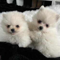 Doll Faced Teacup Sized Purebred Pomeranians /Pomeranian/Female/Younger Than Six Months,Hey everyone! We are excited to announce we have our Doll Faced Miniature Teacup Sized Purebred Pomeranians.These angels are bred with quality, perfectly healthy, very small sized and light weight parents ensuring that the puppies are guaranteed to grow up to be very tiny, small enough to fit in a handbag like their Mum. We anticipate their average weights to be between 1.5-2.5 kilograms as per previous litters in the past. Mum is only sitting at 2 kilograms where as dad is sitting at 3 kilograms as shown in photos.They were born on the 01st of May 2024 so that'll be the day to celebrate their little birthday 